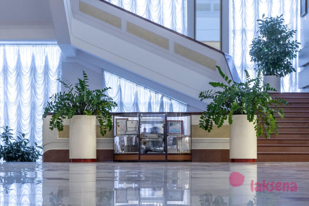 Суеверия и приметы про комнатные растения замиокулькас долларовое дерево