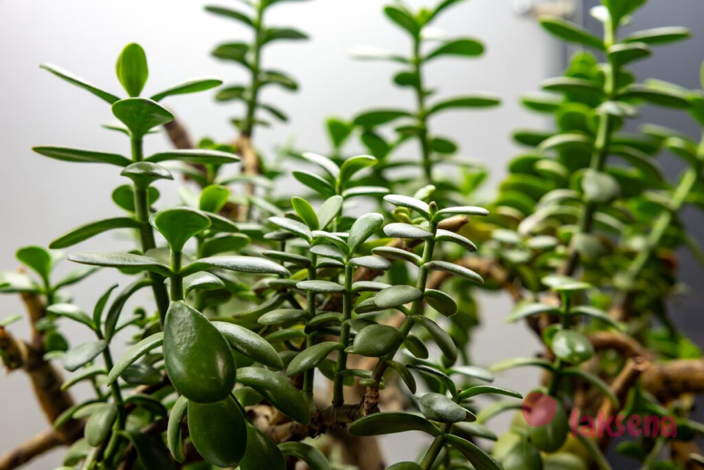 Суеверия и приметы про комнатные растения денежное дерево толстянка