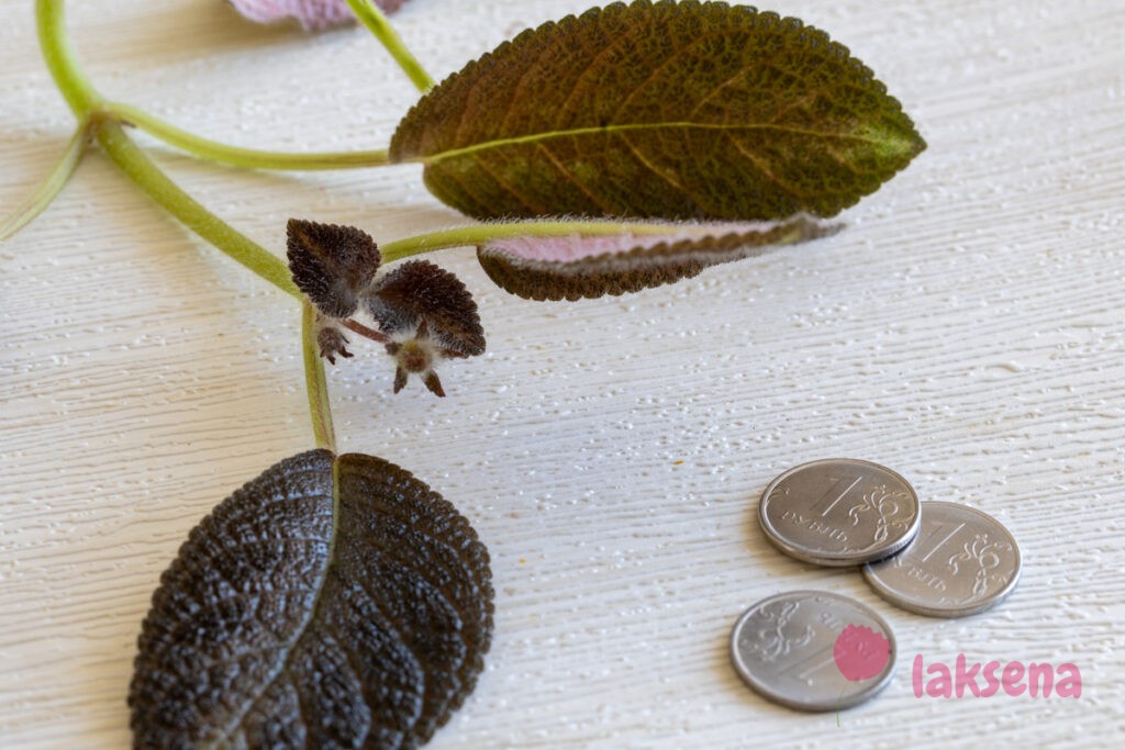 Суеверия и приметы про комнатные растения Не брать и не отдавать задаром