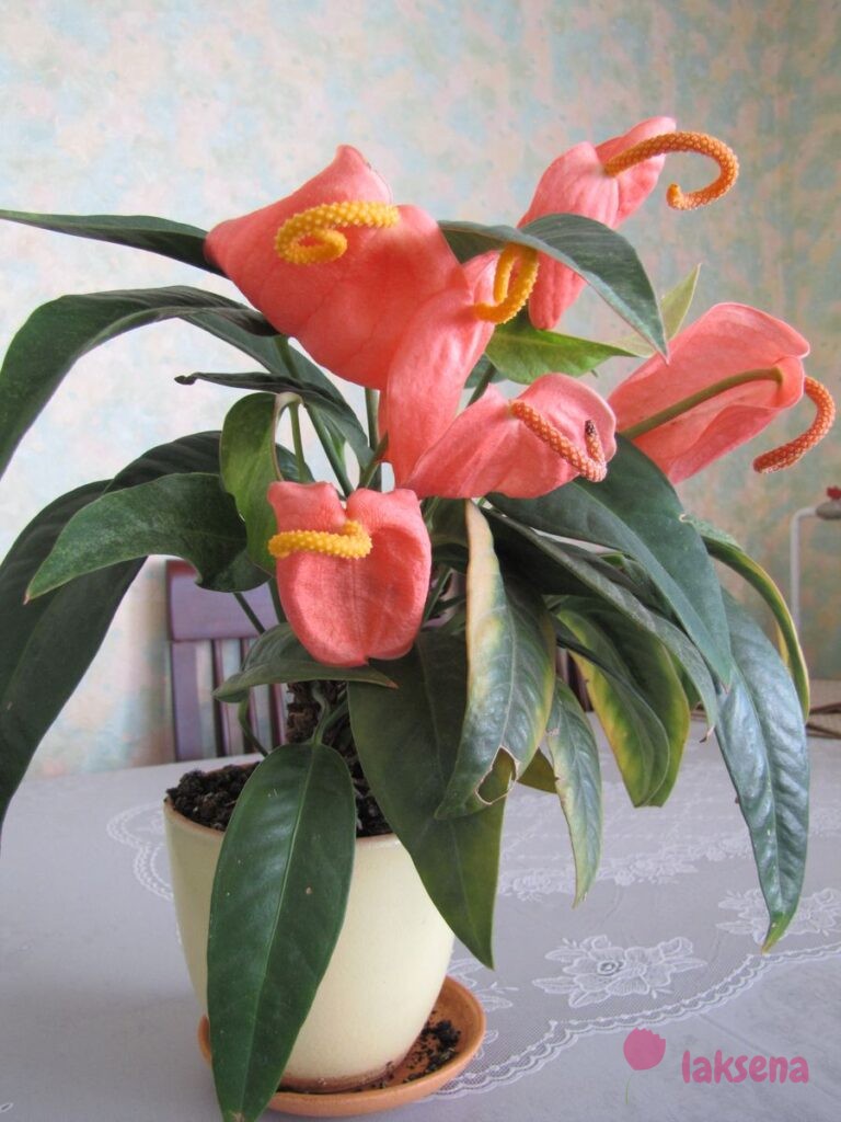 Суеверия и приметы про комнатные растения антуриум мужское счастье