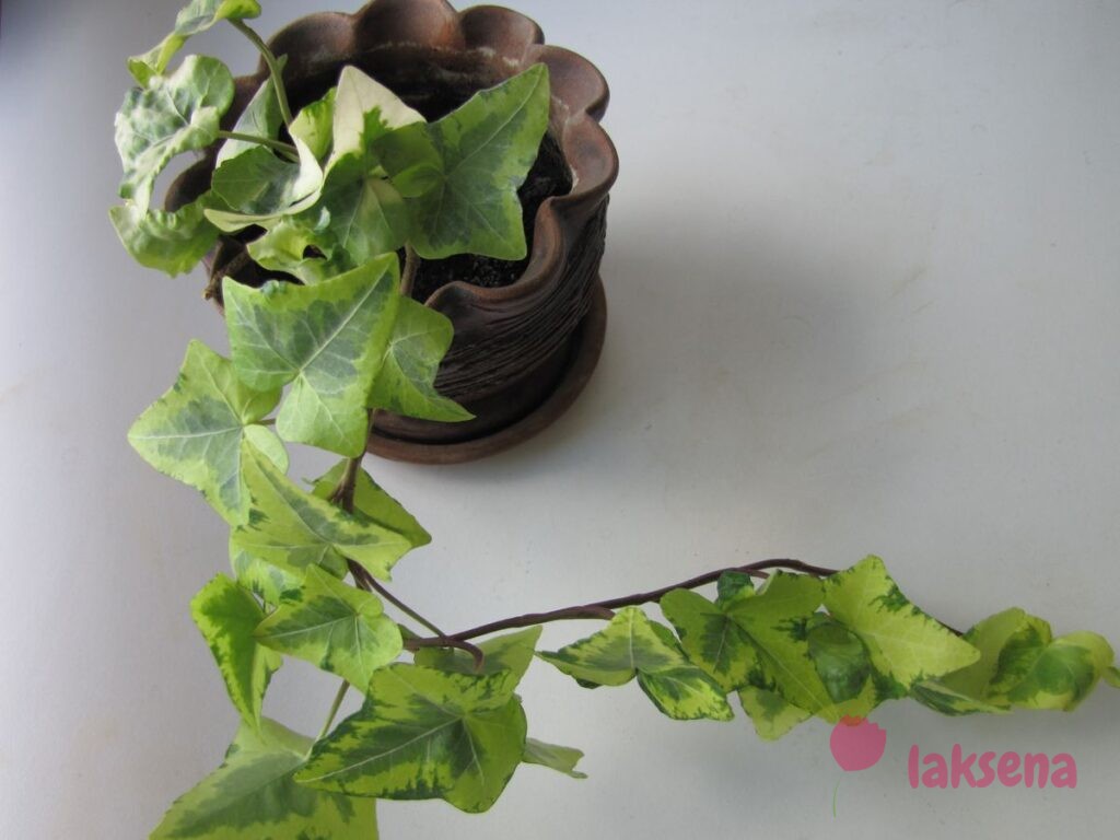 Мужегоны плющ Суеверия и приметы про комнатные растения