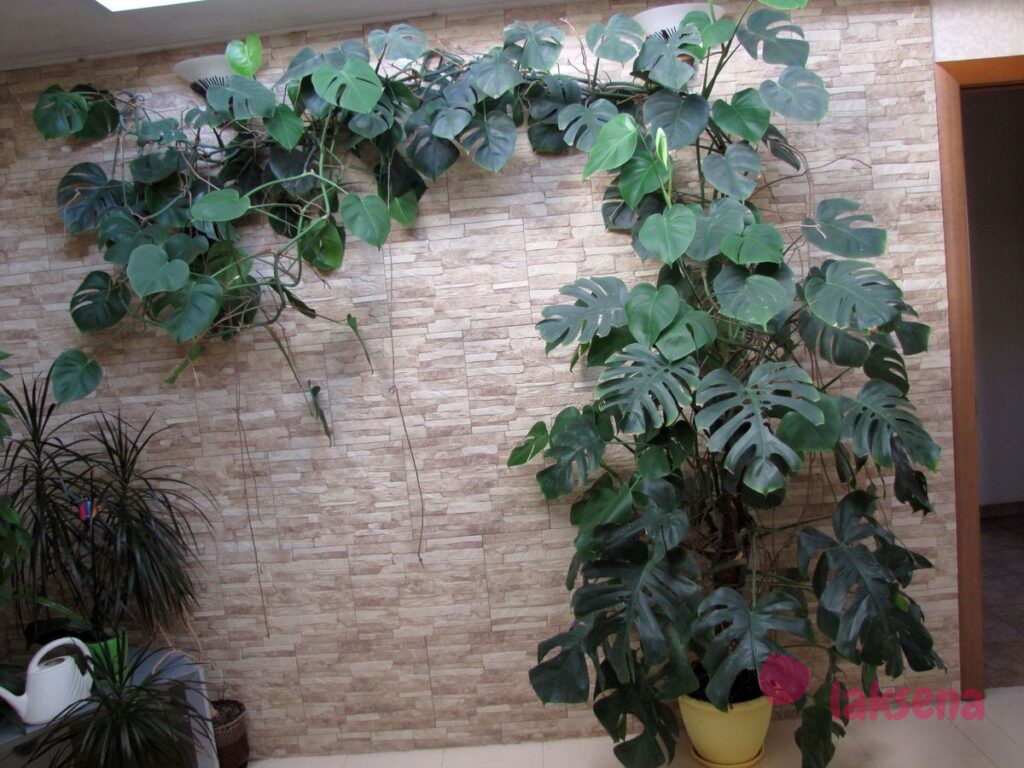 Суеверия и приметы про комнатные растения монстера