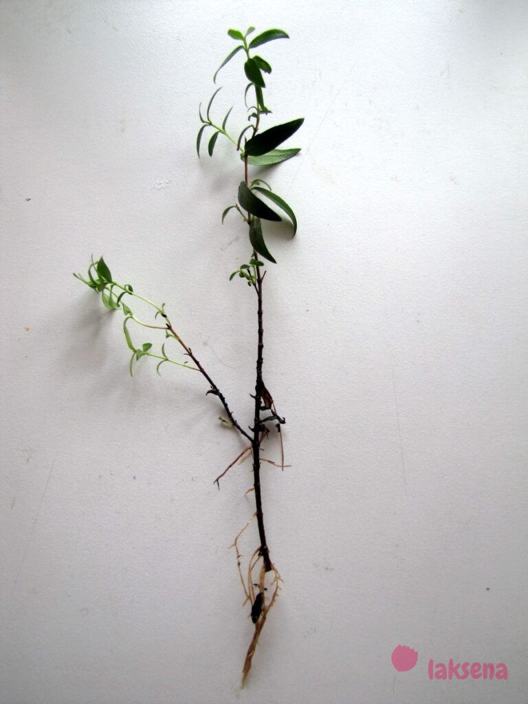 Суеверия и приметы про комнатные растения украденное растет лучше