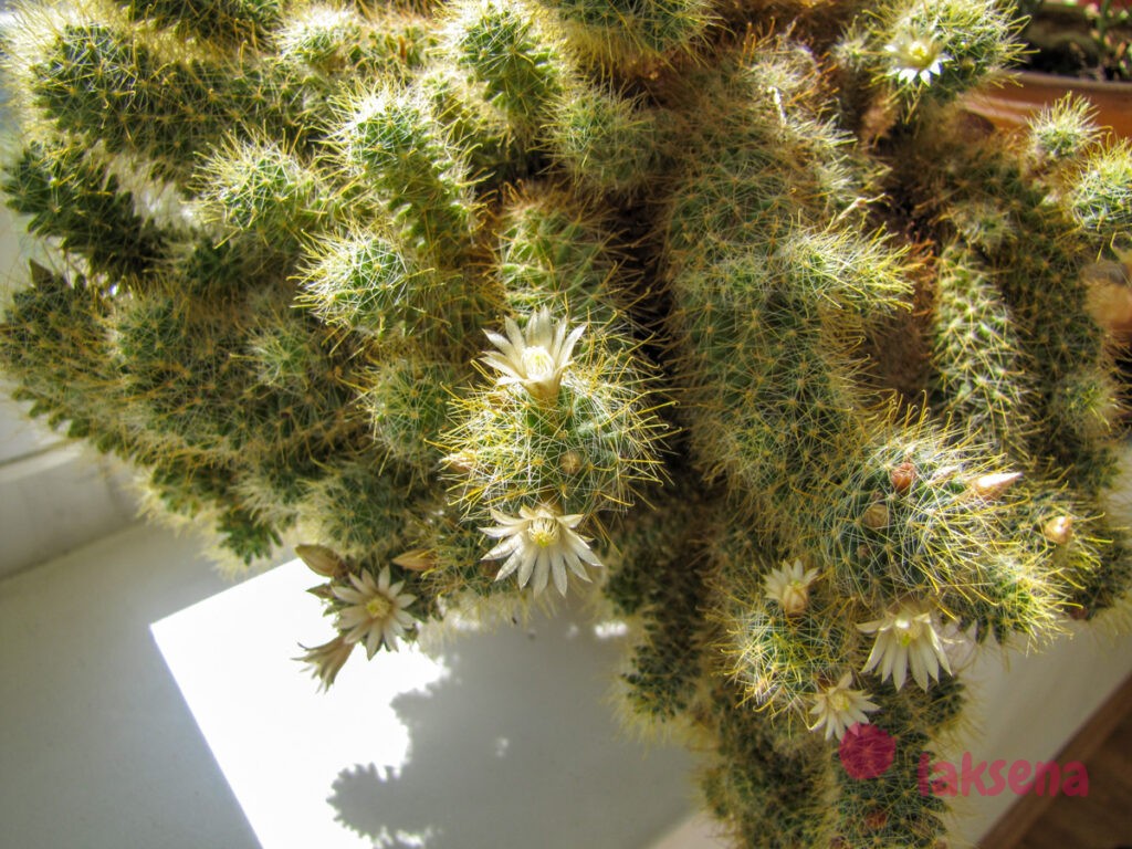 Суеверия и приметы про комнатные растения кактус