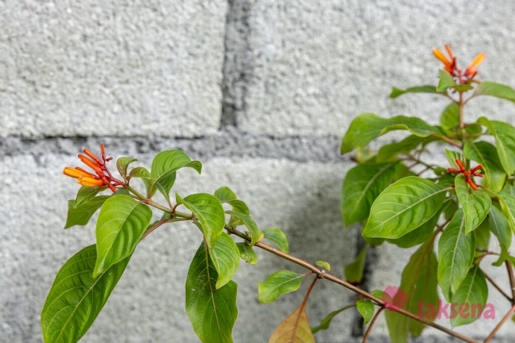 Хамелия отклоненная, Огненный куст (Hamelia patens) цветы мальдив