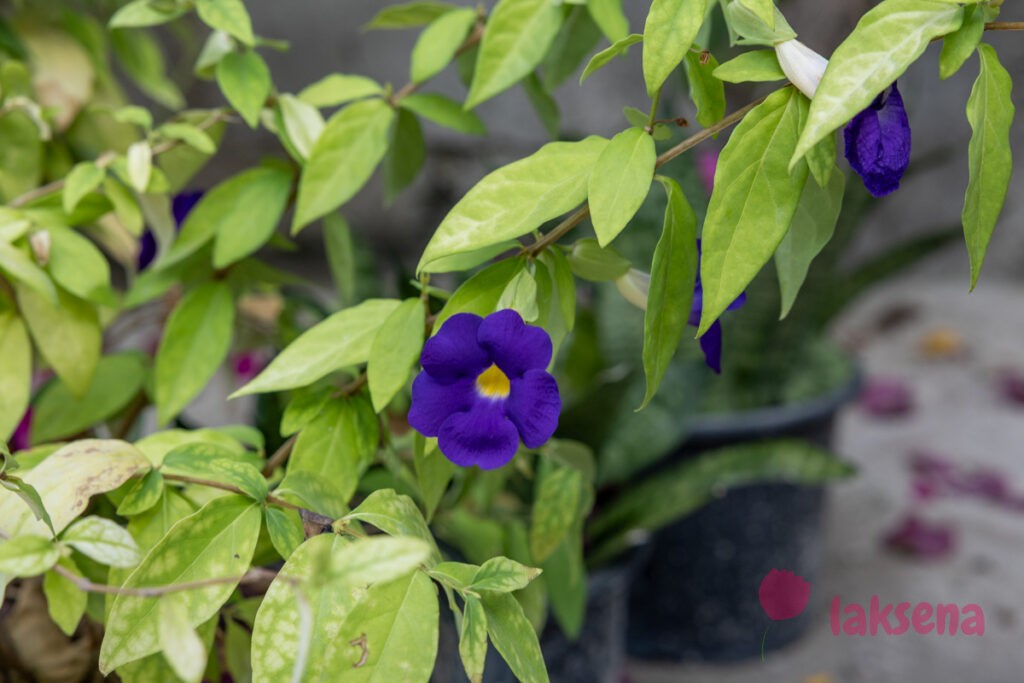Тунбергия прямостоячая (Thunbergia erecta) цветы мальдив