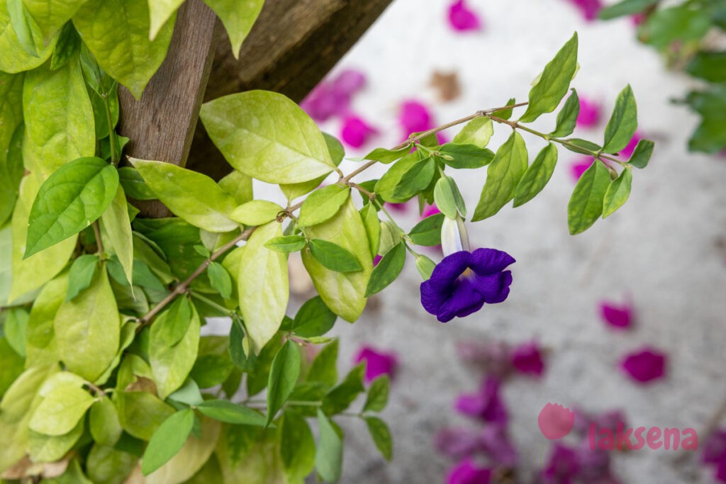 Тунбергия прямостоячая (Thunbergia erecta) цветы мальдив