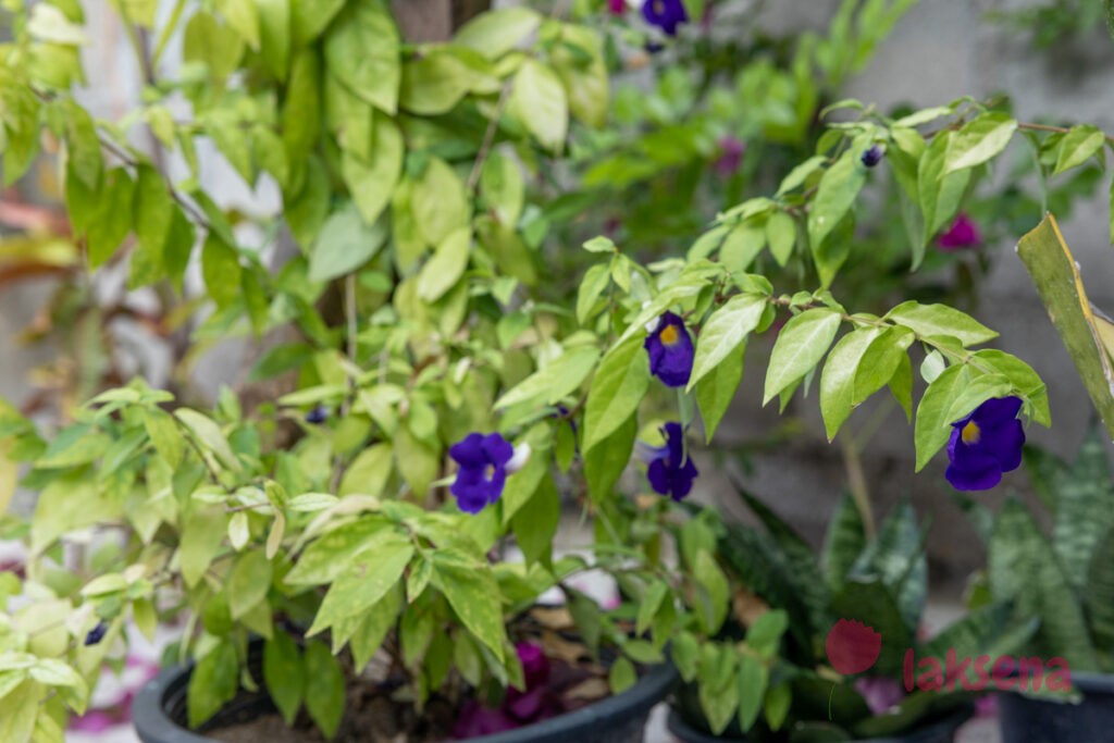 Тунбергия прямостоячая (Thunbergia erecta) цветы мальдив