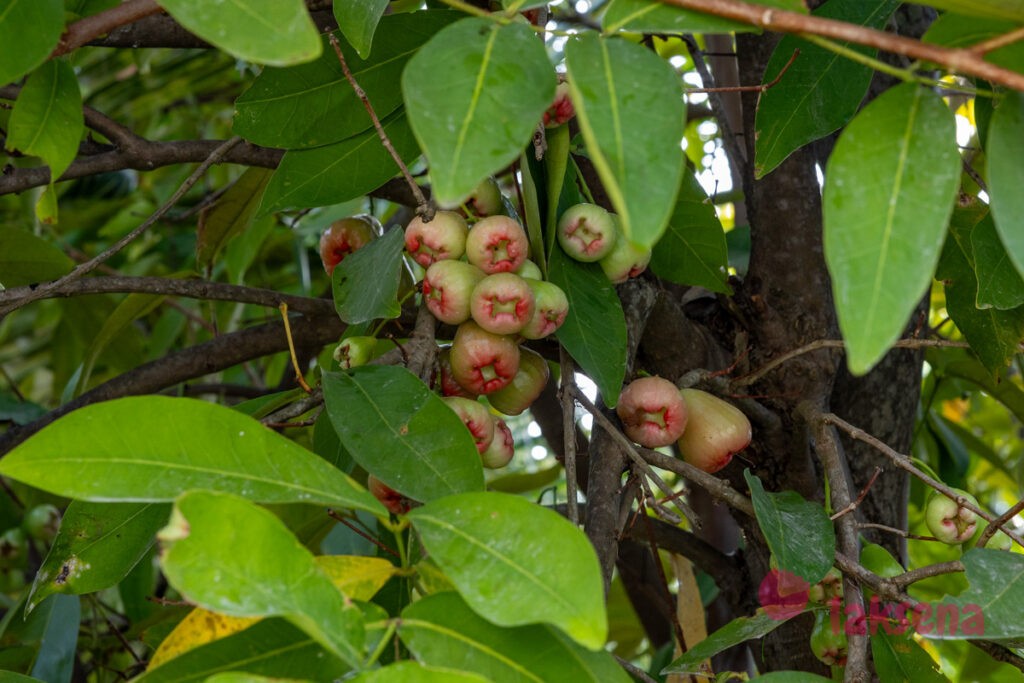 Розовое яблоко (Syzygium jambos) растения мальдив