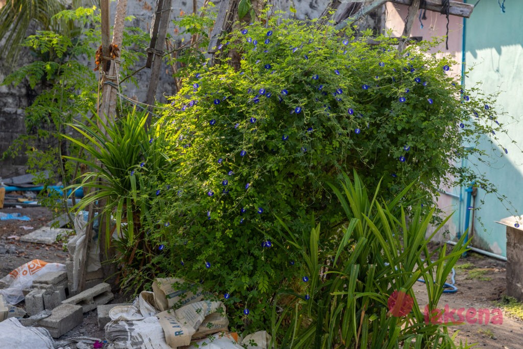 Клитория тройчатая (Clitoria ternatea) цветы мальдив