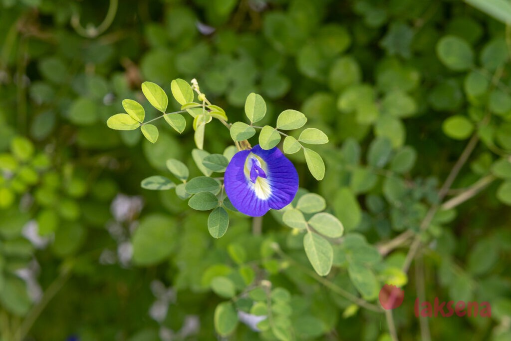 Клитория тройчатая (Clitoria ternatea) растения мальдив