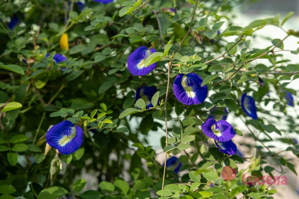 Клитория тройчатая (Clitoria ternatea) цветы мальдив