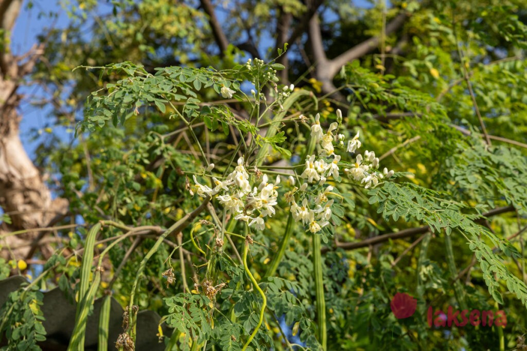 Моринга масличная (Moringa oleifera) цветы мальдив