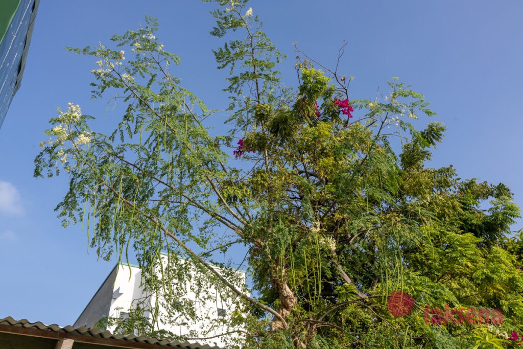 Моринга масличная (Moringa oleifera) цветы мальдив