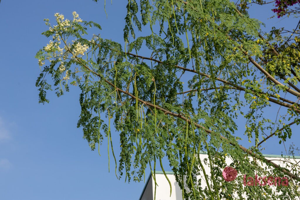 Моринга масличная (Moringa oleifera) растения мальдив