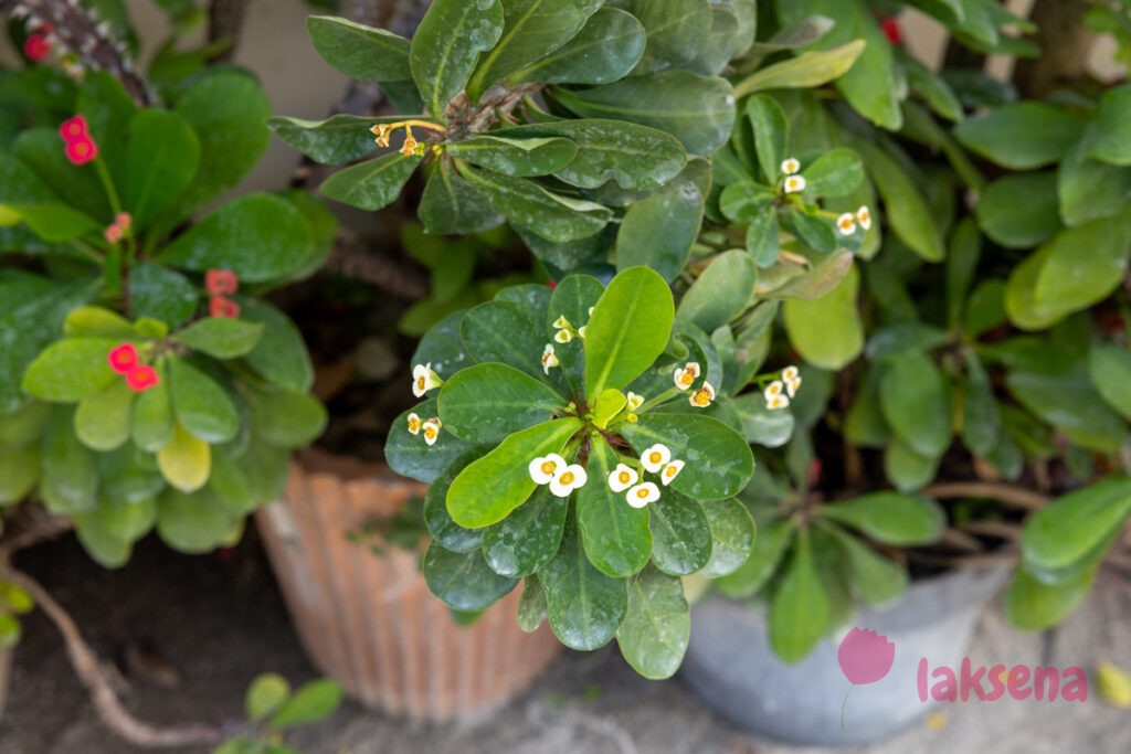 Молочай Миля (лат. Euphorbia milii Des Moul.) растения мальдив