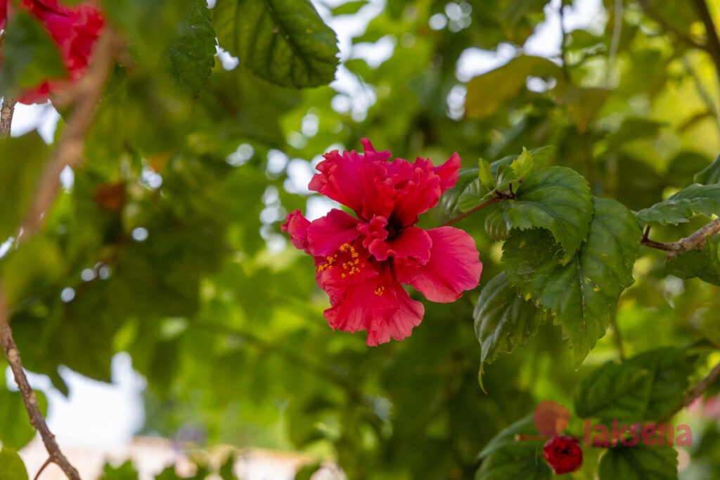 Гибискус китайский (Hibiscus rosa-sinensis) цветы мальдив