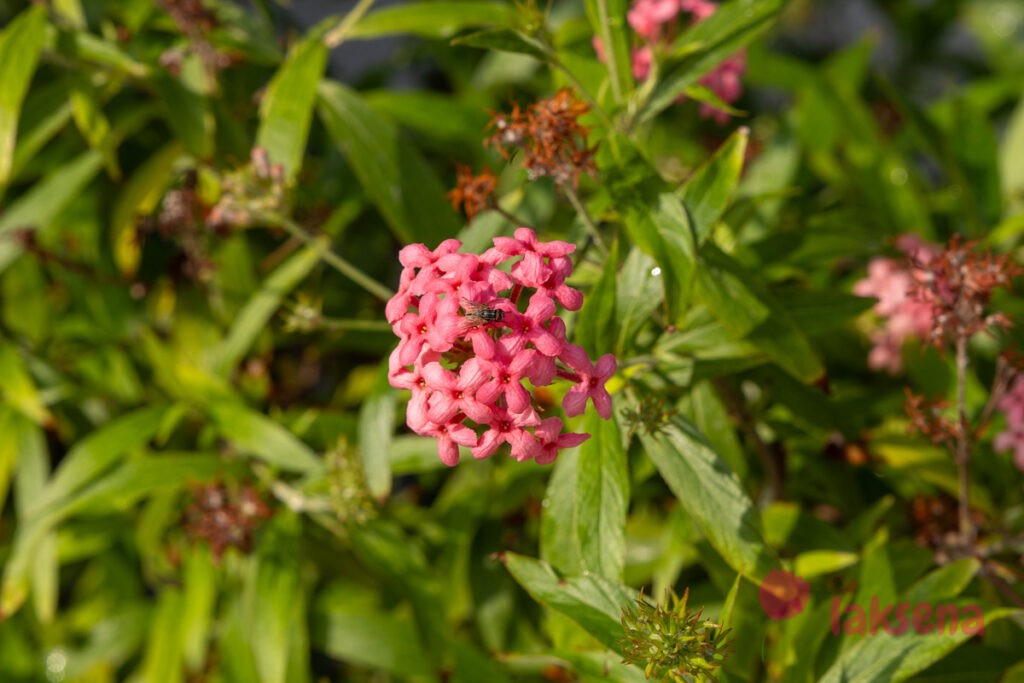 Арахнотрикс белолистный (Arachnothryx leucophylla) цветы мальдив