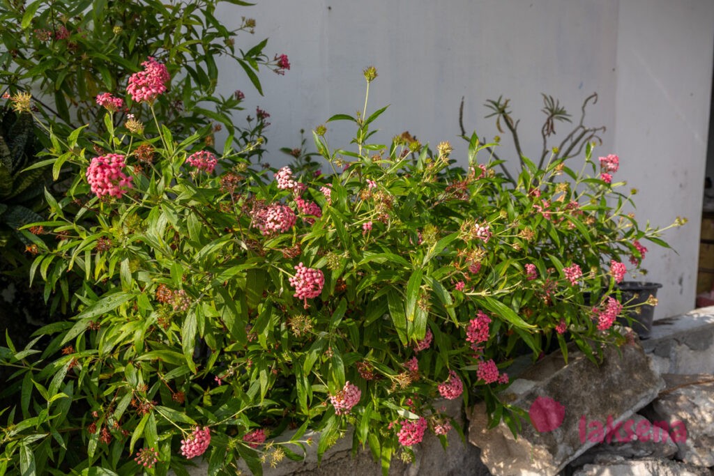 Арахнотрикс белолистный (Arachnothryx leucophylla) цветы мальдив