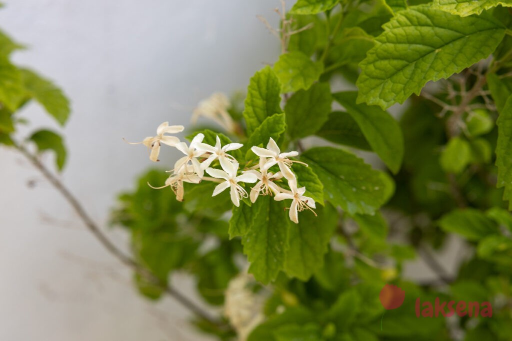 Клеродендрум несчастный (Clerodendrum calamitosum) цветы мальдив
