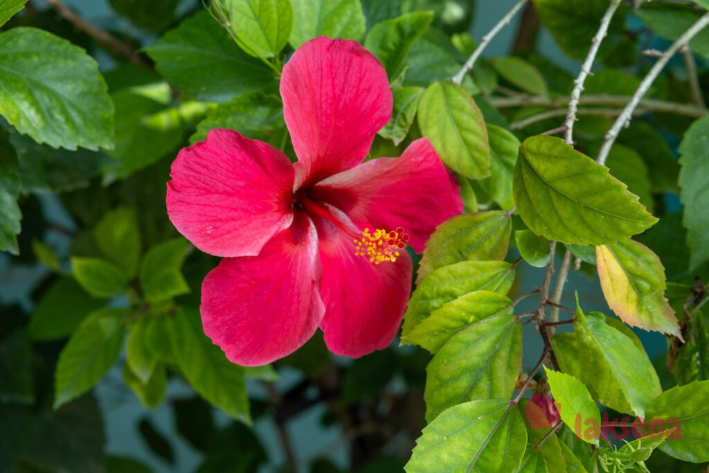 Гибискус китайский (Hibiscus rosa-sinensis) цветы мальдив