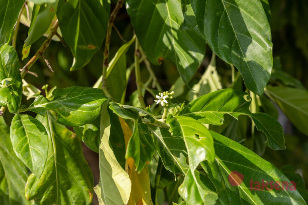 Моринда цитрусолистная (Morinda citrifolia) цветы мальдив