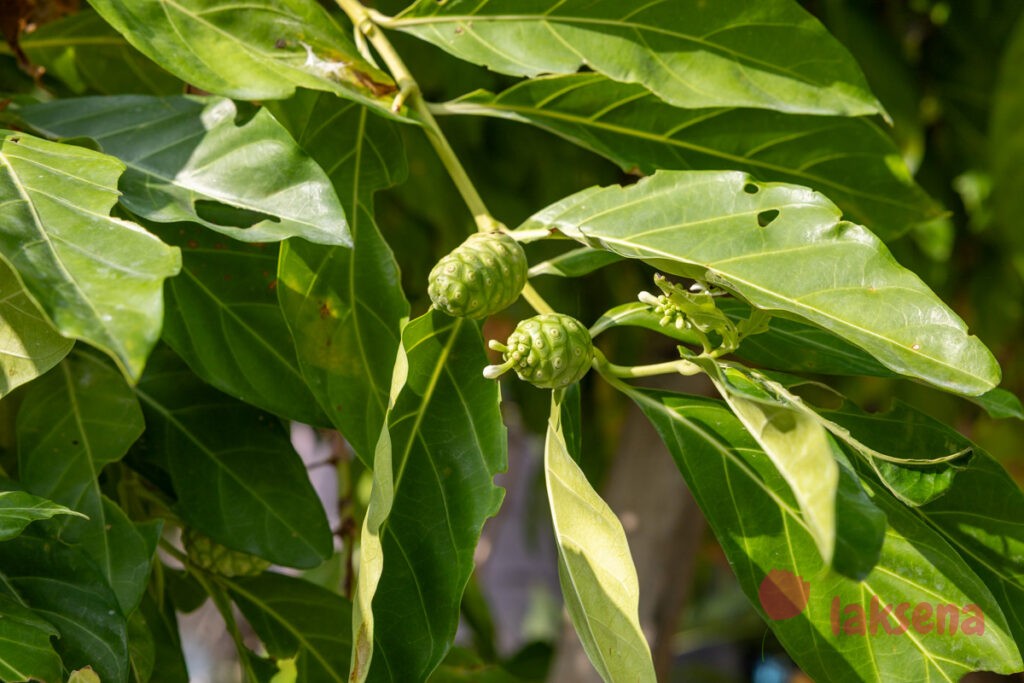Моринда цитрусолистная (Morinda citrifolia) растения мальдив