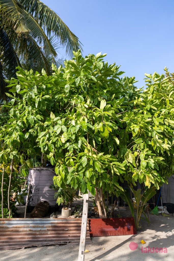 Моринда цитрусолистная (Morinda citrifolia) цветы мальдив