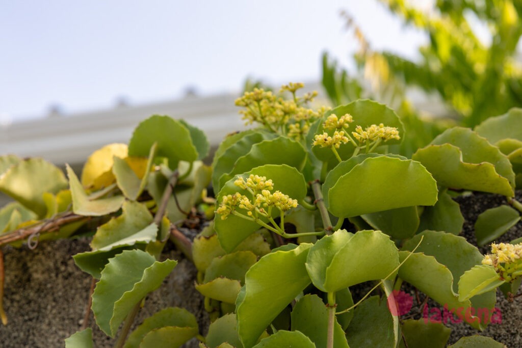 Циссус круглолистный (Cissus rotundifolia) цветы мальдив