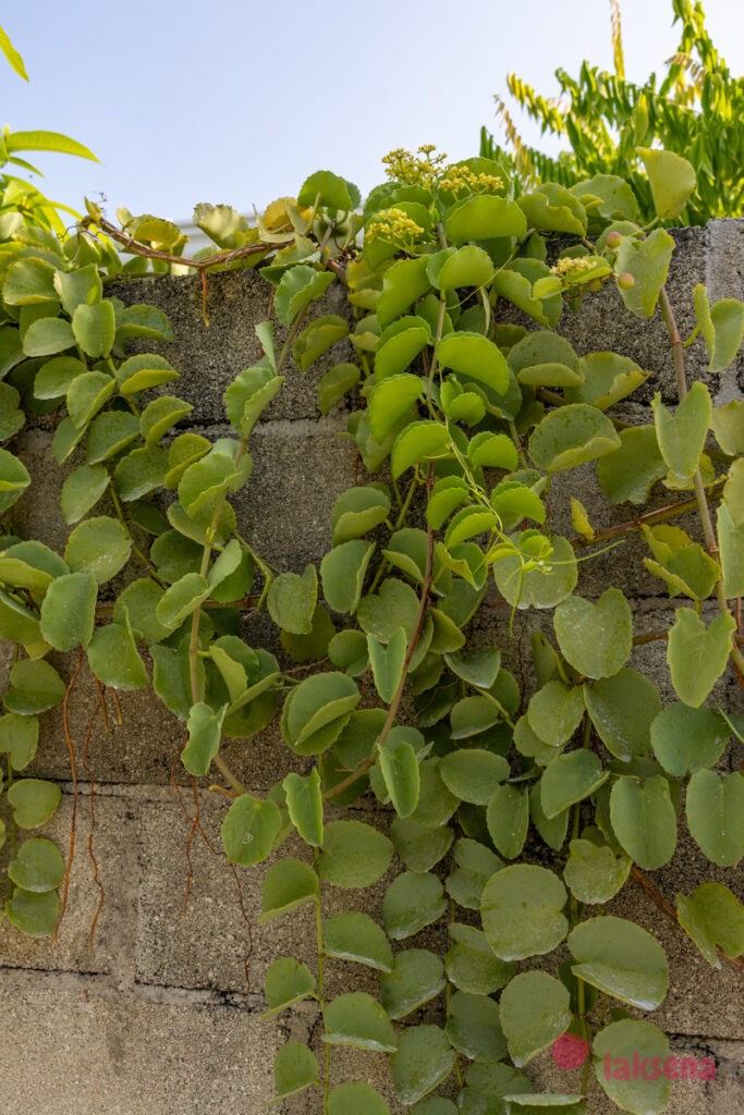 Циссус круглолистный (Cissus rotundifolia) цветы мальдив