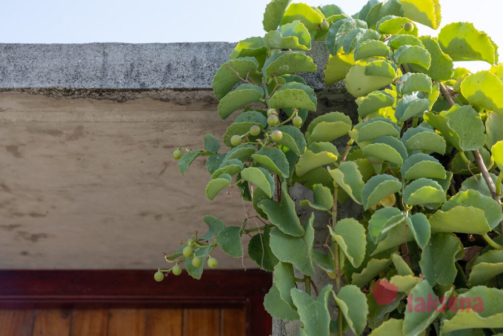 Циссус круглолистный (Cissus rotundifolia) растения мальдив