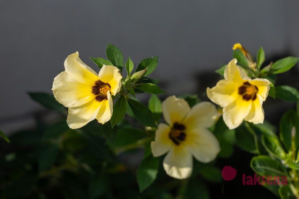 Тёрнера шиловидная (Turnera subulata) цветы мальдив