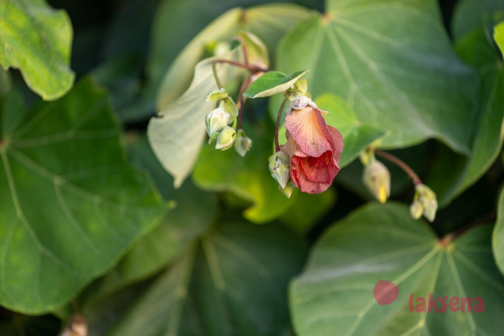 Гибискус липовидный (Talipariti tiliaceum) цветы мальдив