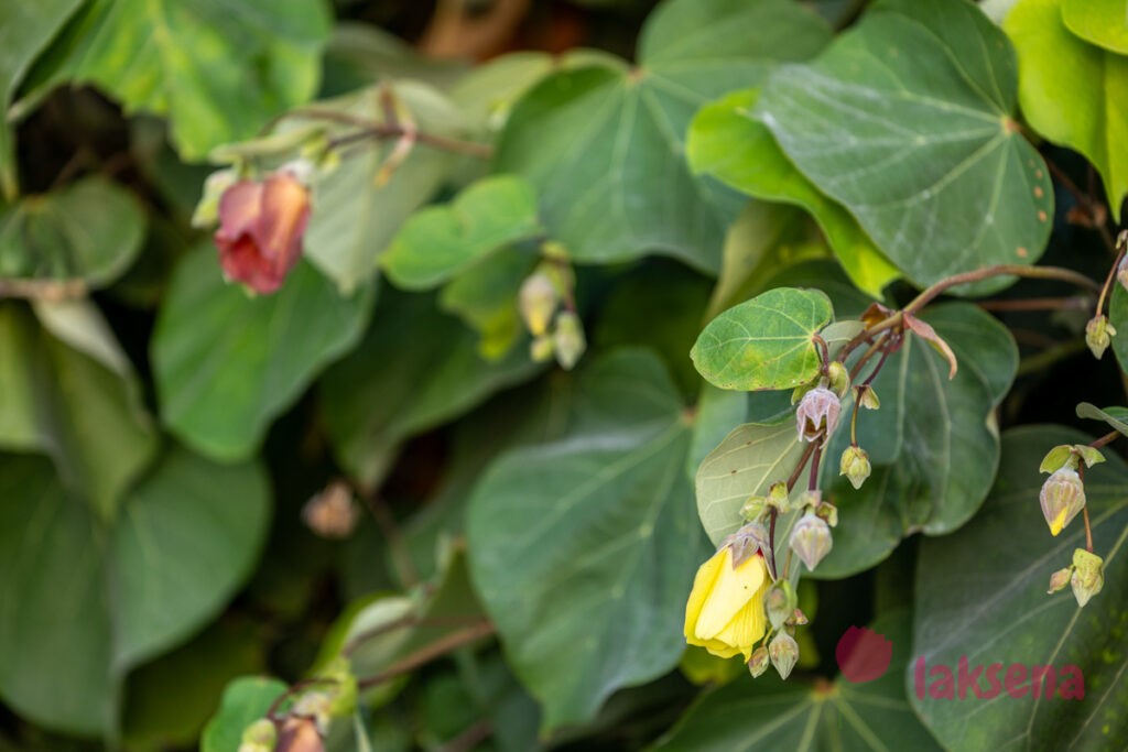 Гибискус липовидный (Talipariti tiliaceum) цветы мальдив