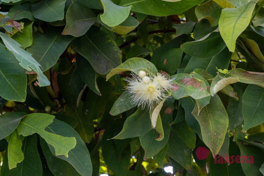 Розовое яблоко (Syzygium jambos) цветы мальдив