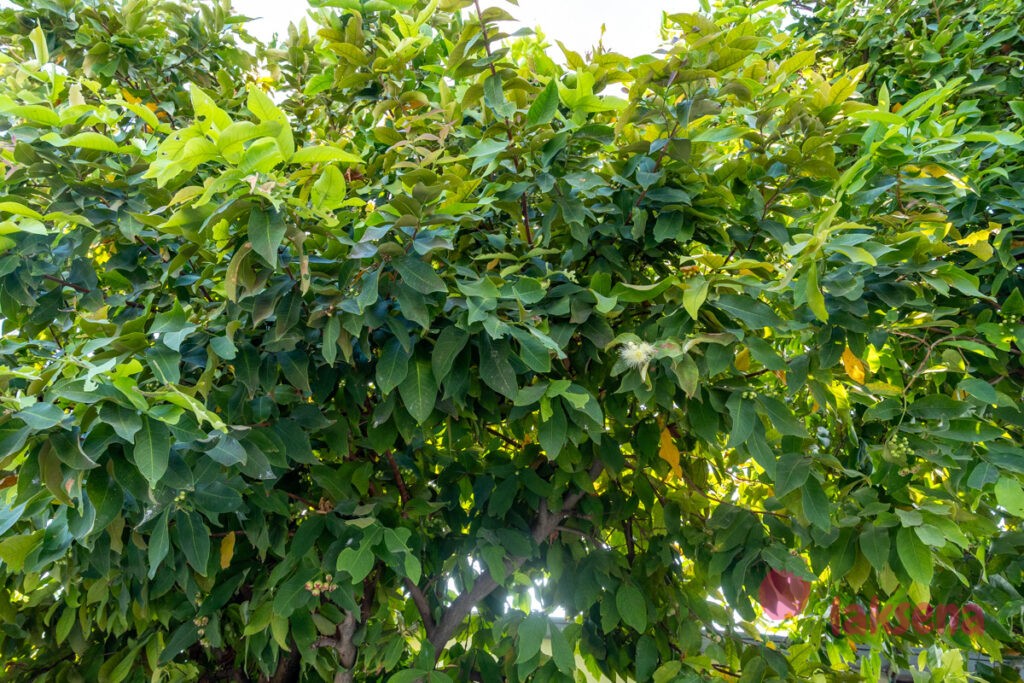 Розовое яблоко (Syzygium jambos) цветы мальдив