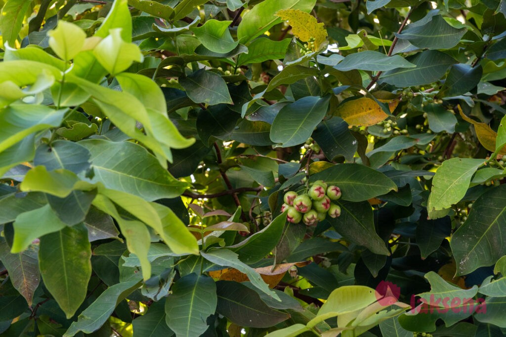 Розовое яблоко (Syzygium jambos) цветы мальдив