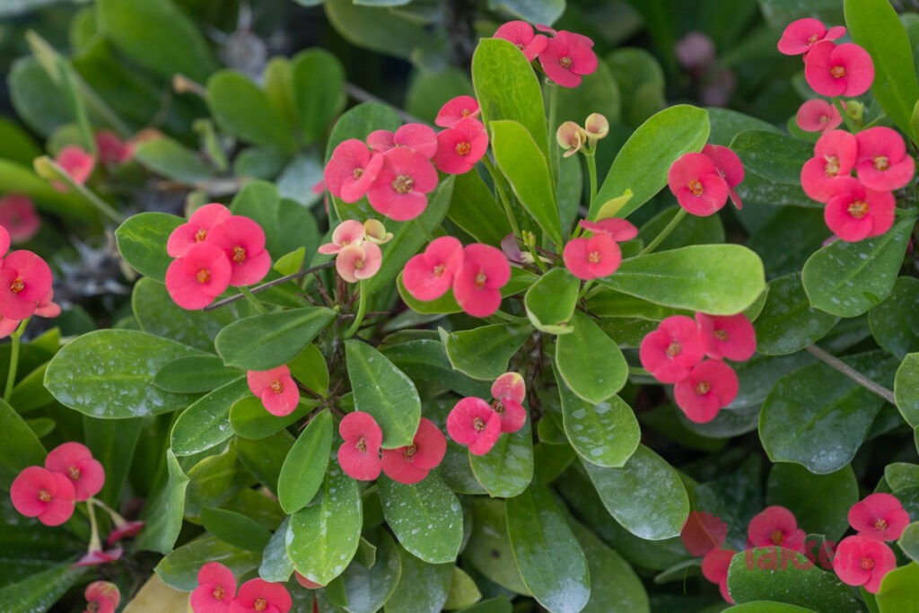Молочай Миля (лат. Euphorbia milii Des Moul.) цветы мальдив