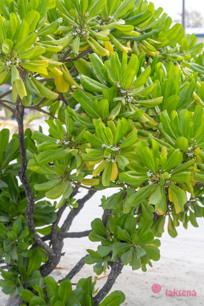 Сцевола таккада (Scaevola sericea) растения мальдив
