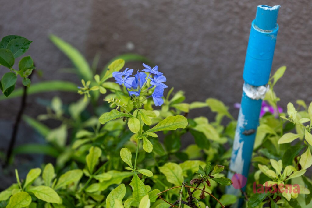 Свинчатка или Плюмбаго ушковидное (Plumbago auriculata) растения мальдив