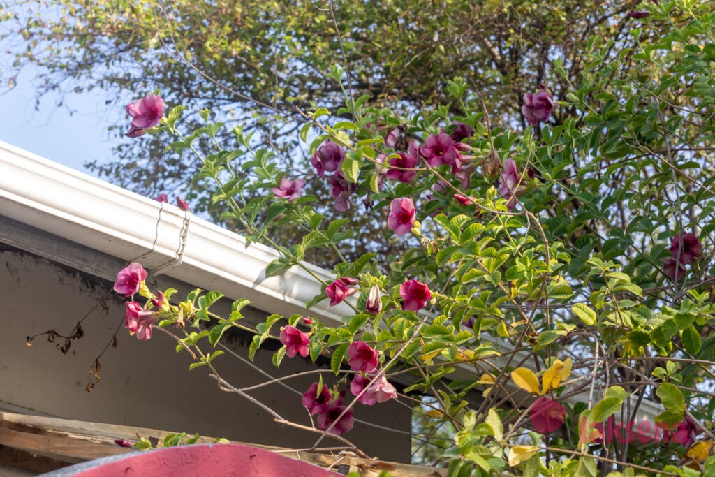 Алламанда пурпурная, алламанда вишневая, Allamanda blanchetii (Allamanda violacea) Cherry Jubilee растения мальдив
