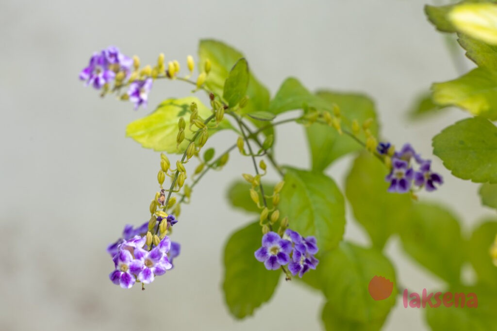 Дуранта, Медовая Капля (Duranta erecta, Duranta repens) цветы мальдив