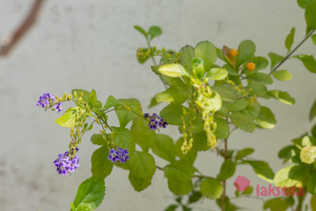 Дуранта, Медовая Капля (Duranta erecta, Duranta repens) цветы мальдив