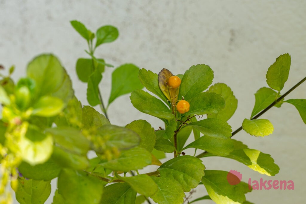Дуранта, Медовая Капля (Duranta erecta, Duranta repens) растения мальдив