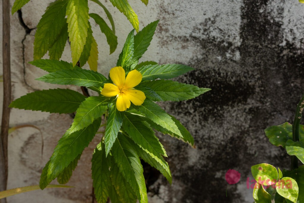 Тёрнера вязолистная (Turnera ulmifolia) цветы мальдив