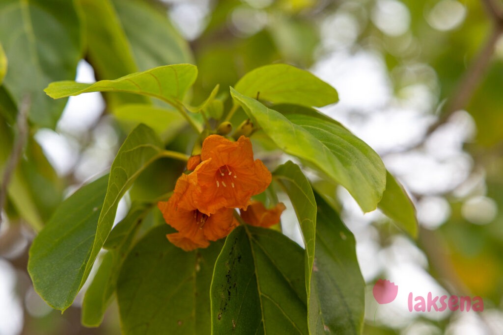 Кордия Себестена (Cordia sebestena) цветы мальдив