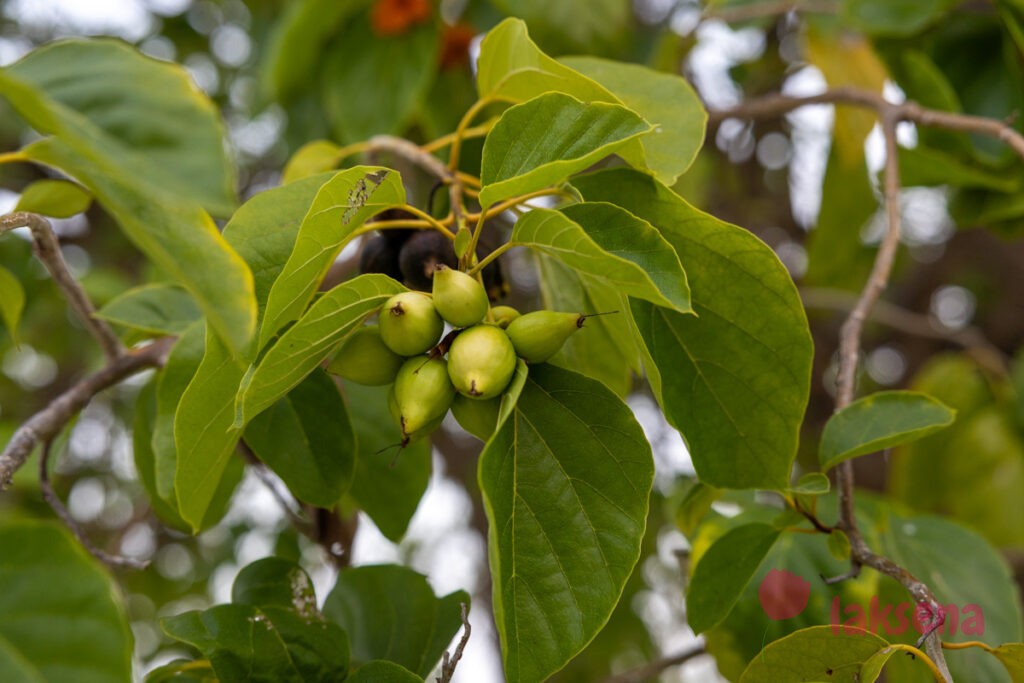 Кордия Себестена (Cordia sebestena) цветы мальдив