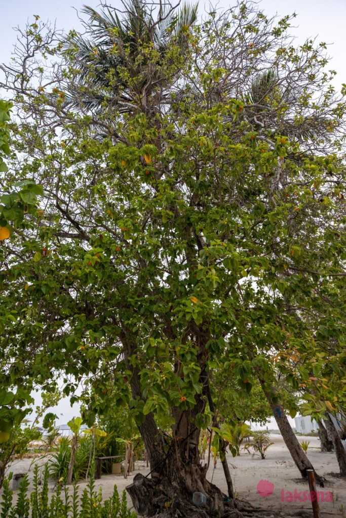 Кордия Себестена (Cordia sebestena) растения деревья мальдив