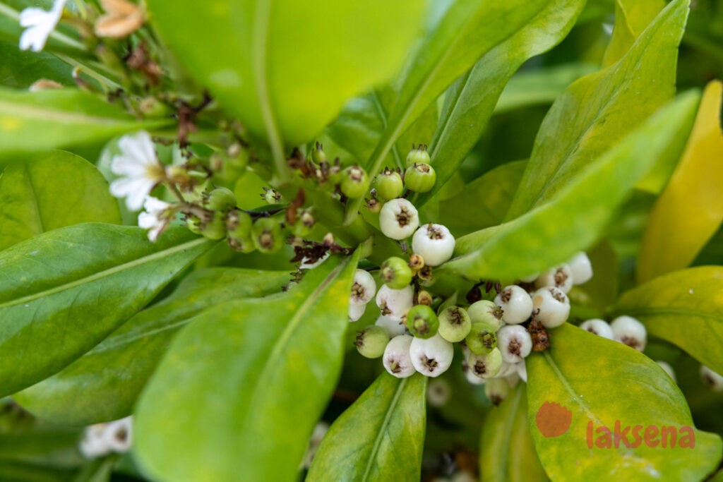 Сцевола таккада (Scaevola sericea) цветы мальдив