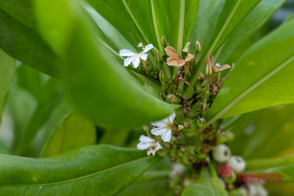 Сцевола таккада (Scaevola sericea) цветы мальдив